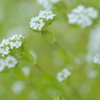 名もなき美しき花たち