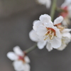 春を待つ