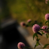 野草の競演