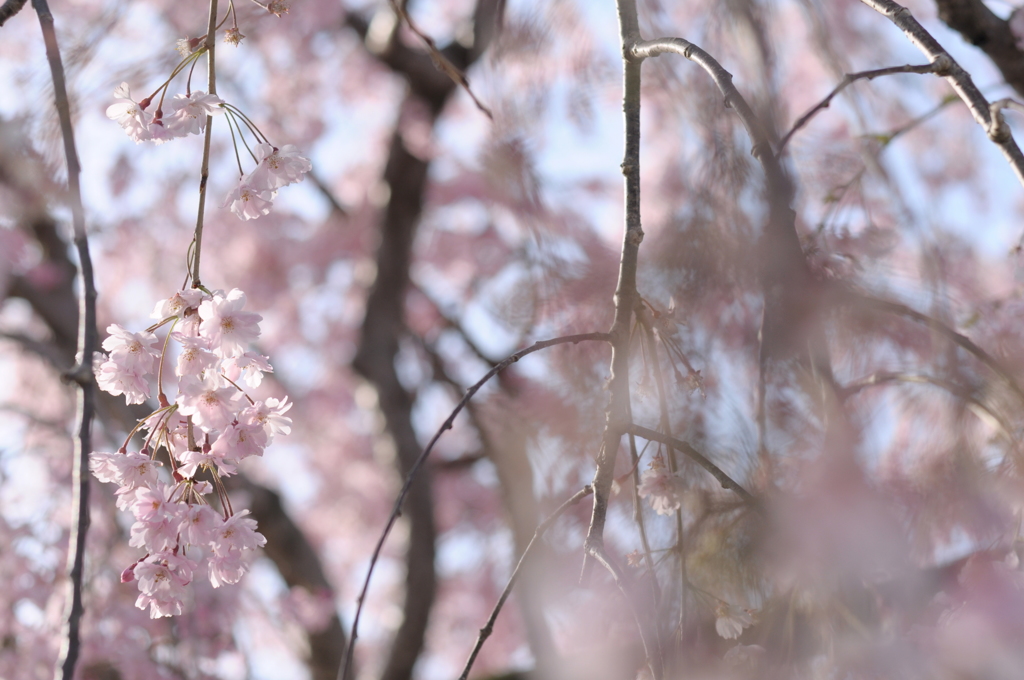 枝垂れ桜