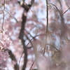 枝垂れ桜