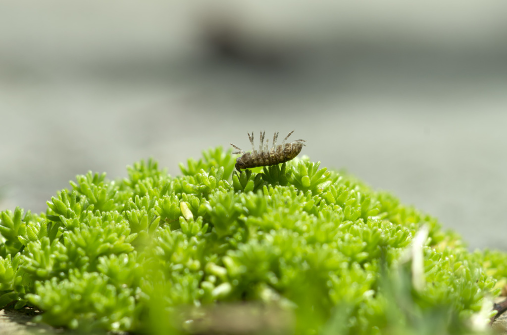 A100 macro
