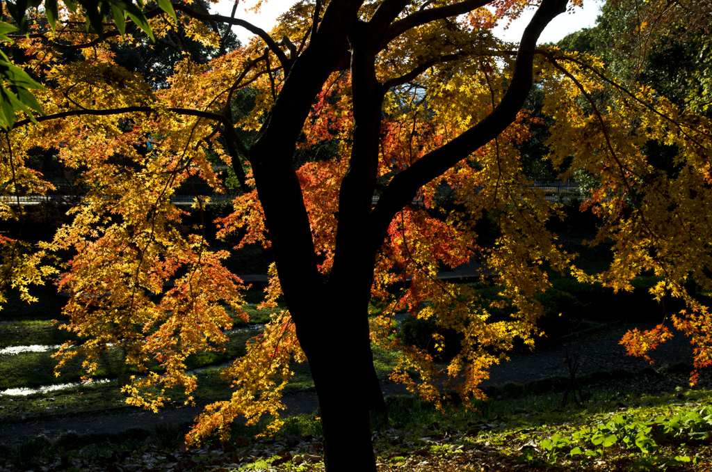 20191214_K5_sigma17-70_03