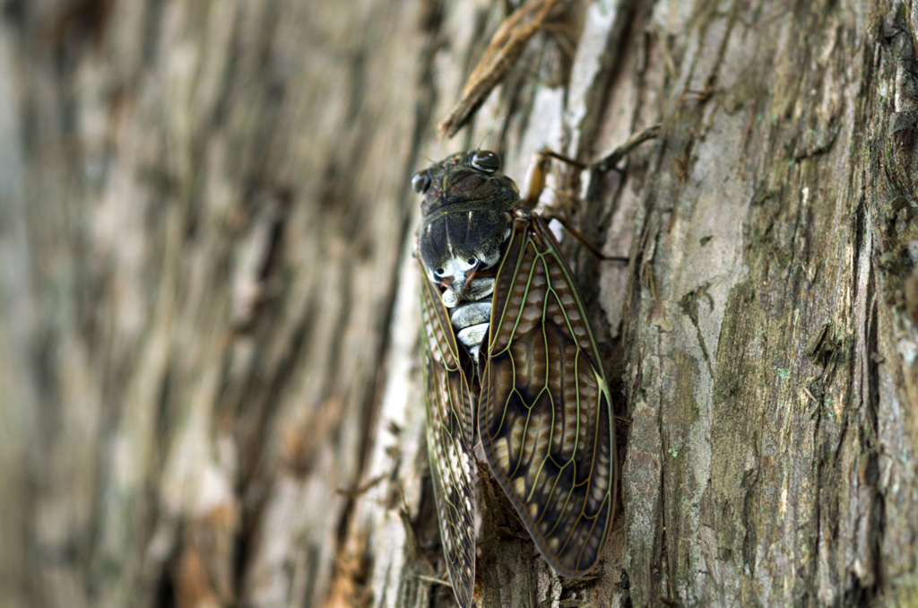 20190810 K5 A100mm macro 02