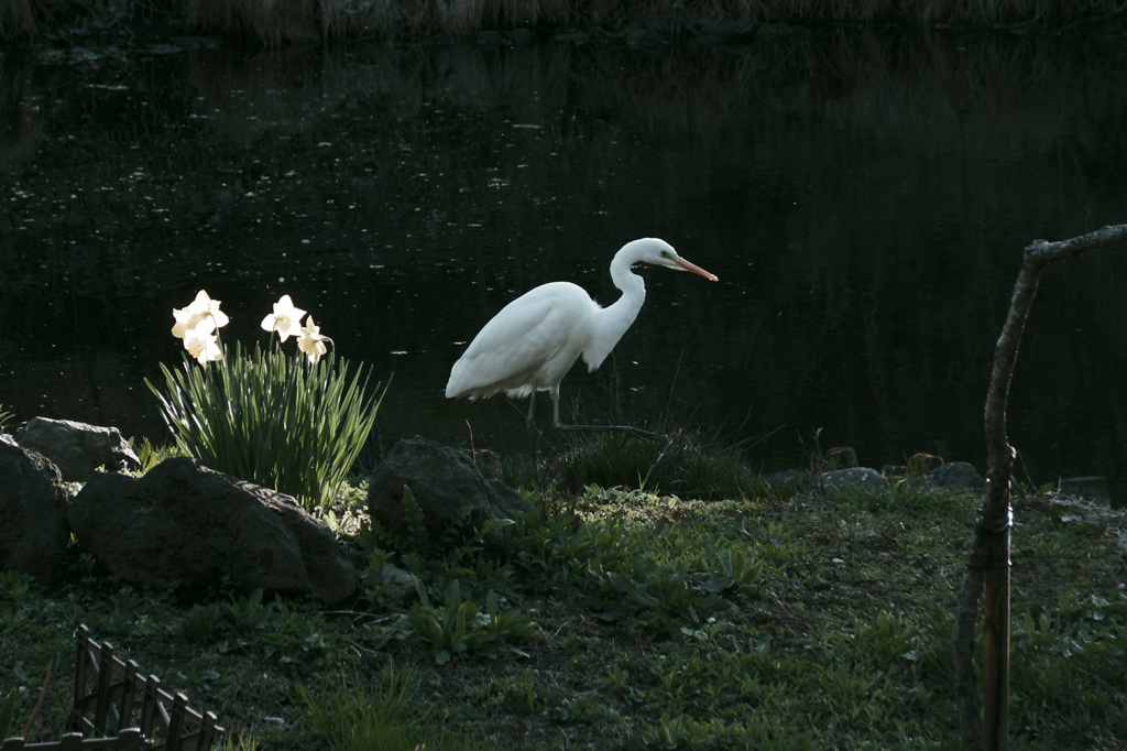 Pentax Q
