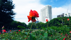都会の薔薇