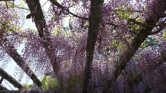 fujidana