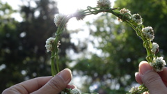 花冠