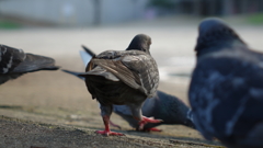 はとさん