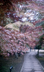yashica35 #5