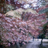 yashica35 #5