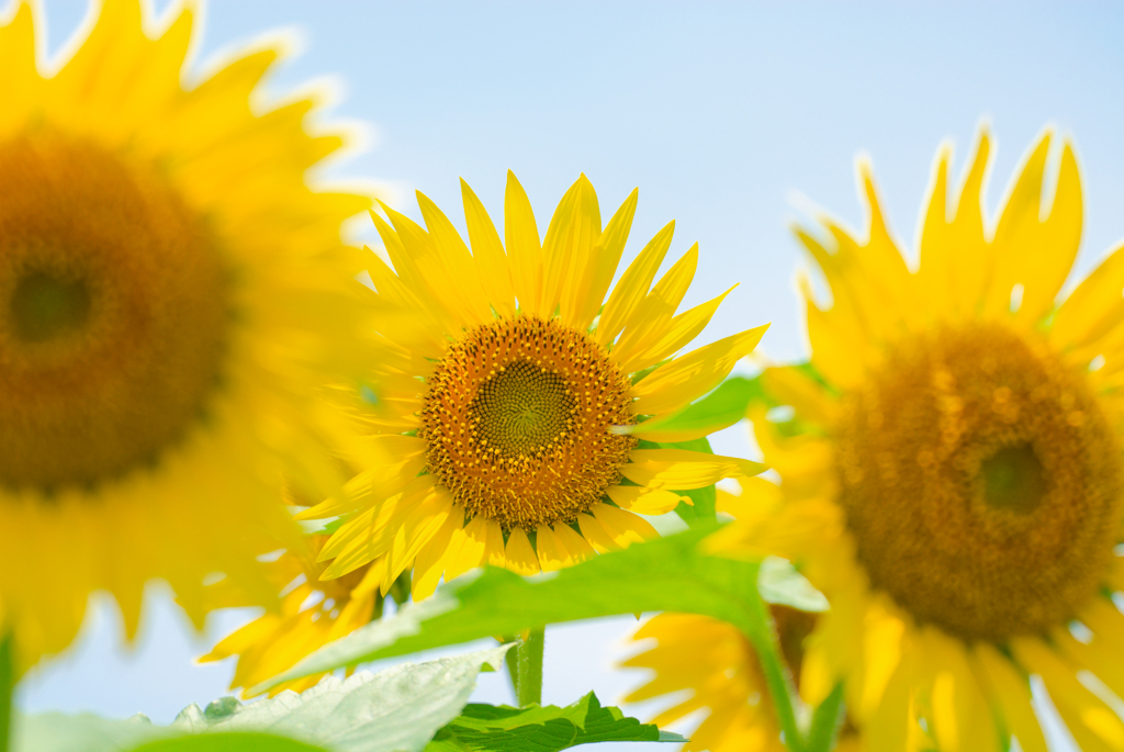 Good afternoon sunny gold #1