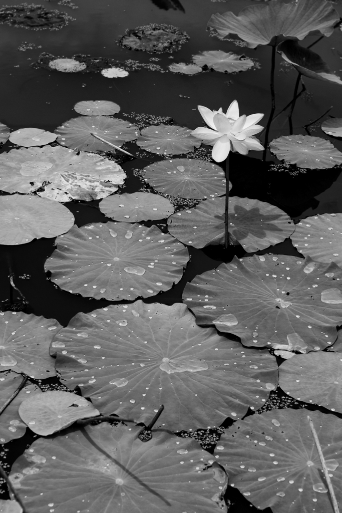 lotus #29