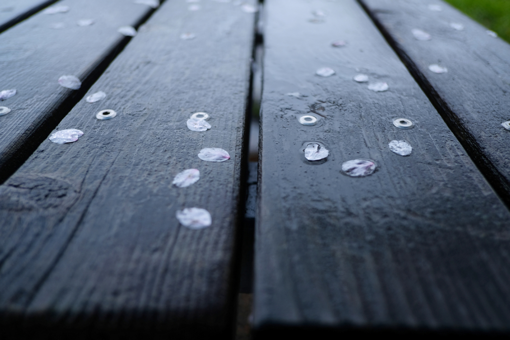 恋しくて、菜種梅雨に濡れる桜 #6