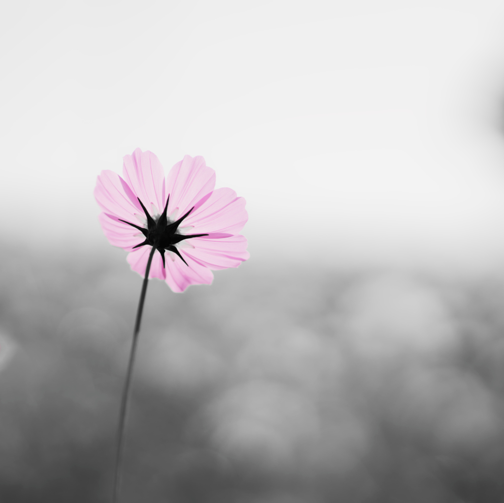 Cosmos #6