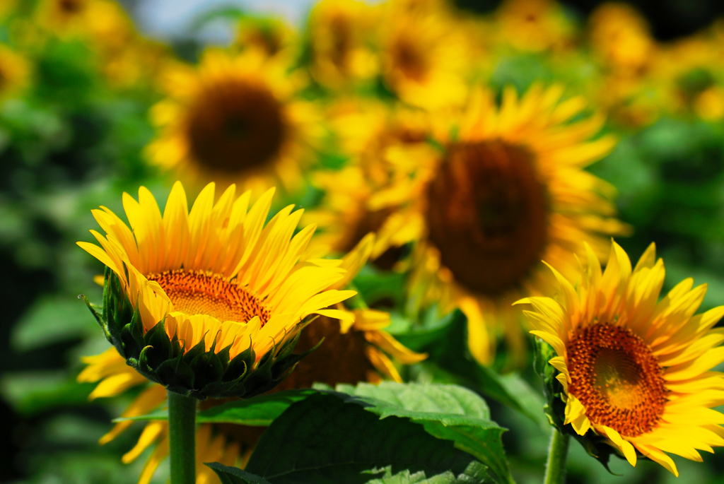 Good afternoon sunny gold #7