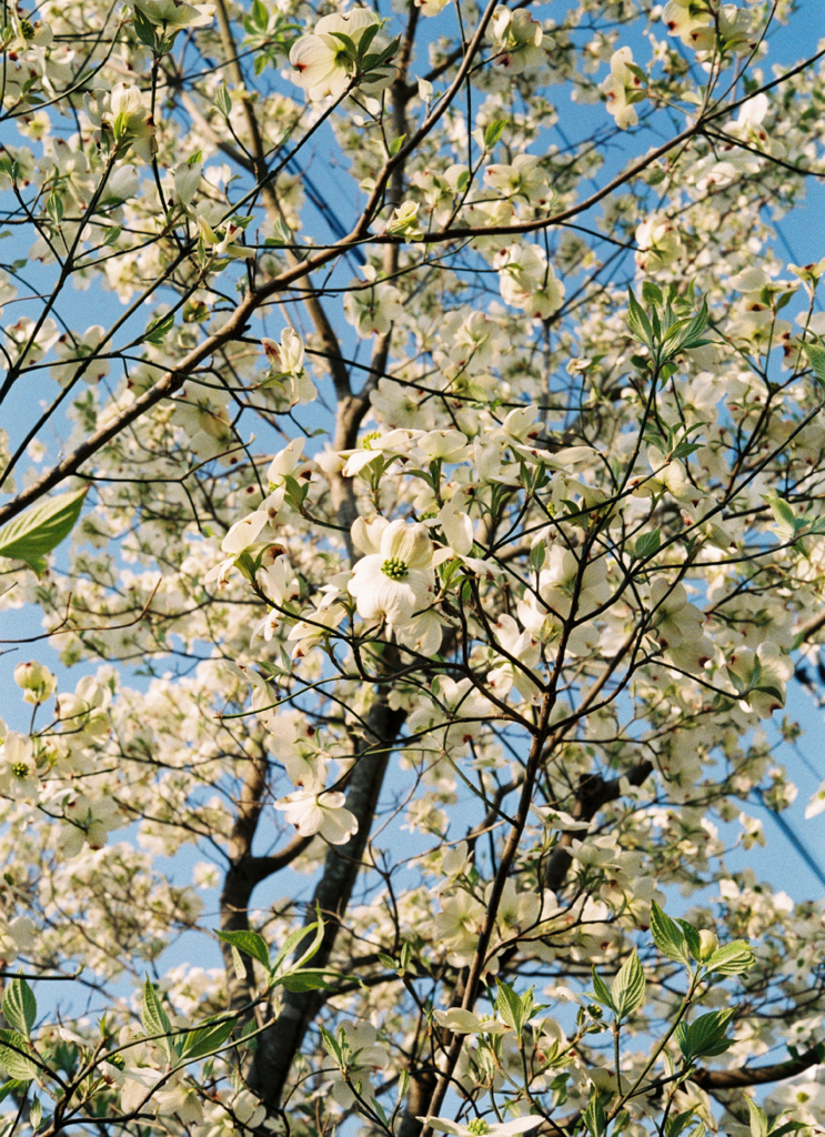 OLYMPUS 35DC #7