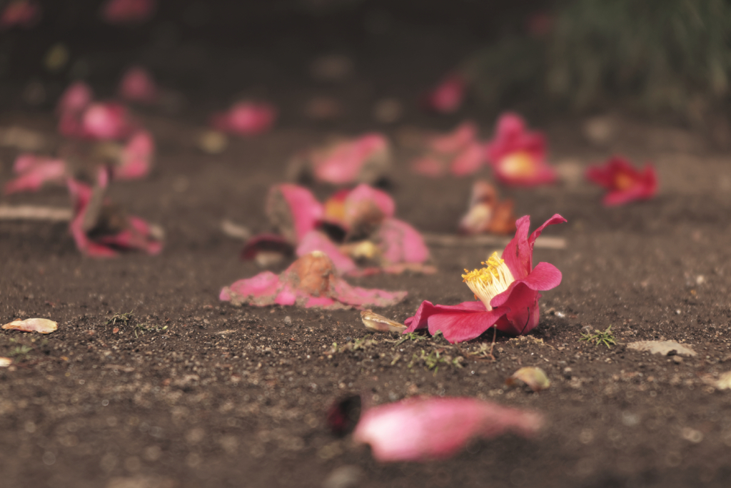 in the castle of rose #152