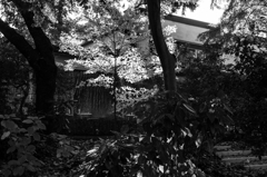 Memories of Kichijyoji　#13