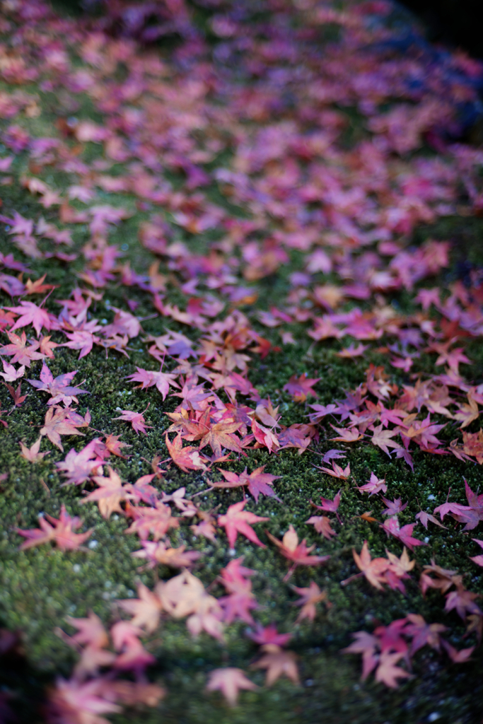 Kyoto Trip Snap #107