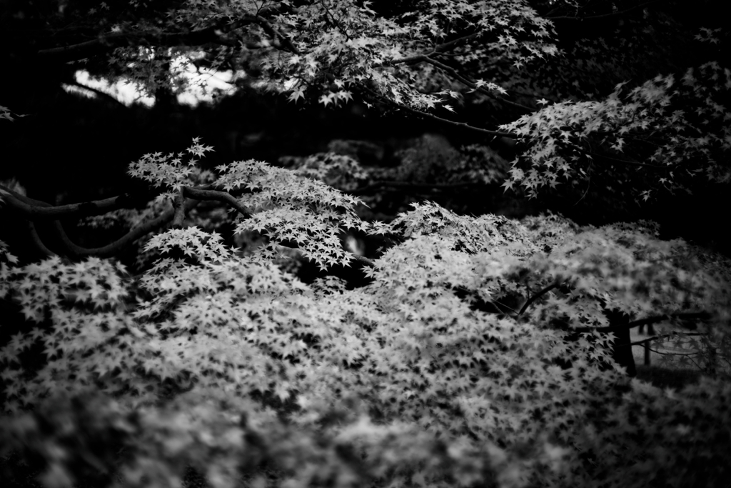 Kyoto Trip Snap #48