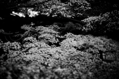 Kyoto Trip Snap #48