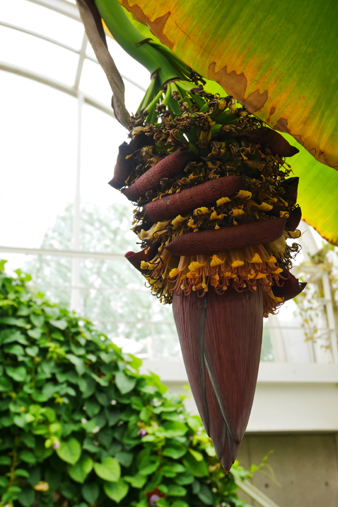 バナナの花