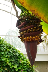バナナの花
