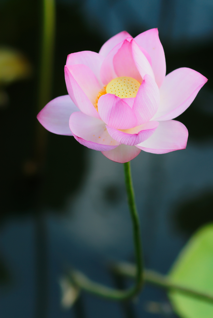 lotus #20