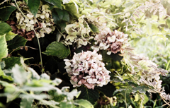 hydrangea ＃4