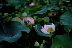 lotus #5