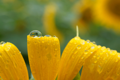 rainy sunflower #10