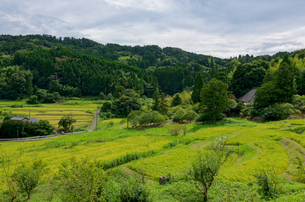 夏の千枚田 #3