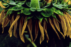 rainy sunflower #4