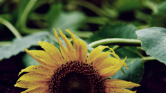 rainy sunflower #2