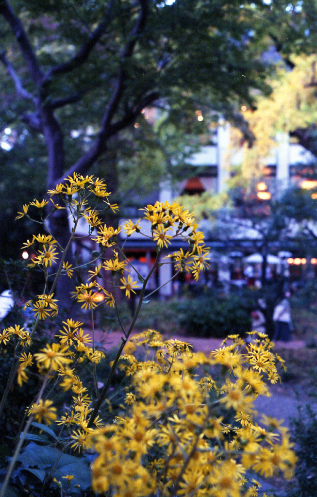 SMC TAKUMAR 55mm F1.8 #010
