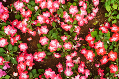 saturated colors　#13