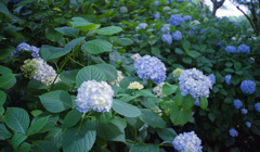 梅雨の花 #1