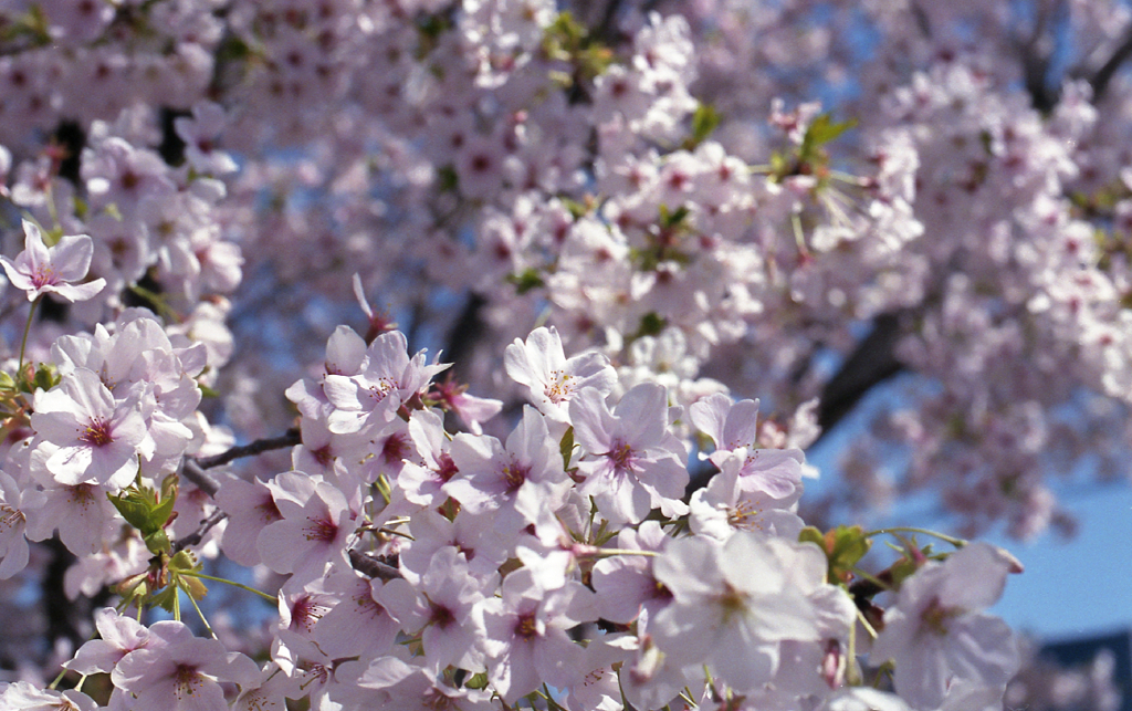 満開の昼休み