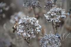 hydrangea #6