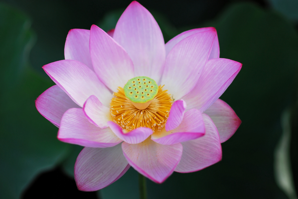 lotus #19