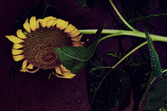 rainy sunflower #1