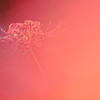 曼珠沙華 #5