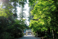 八幡宮の紫陽花 #1