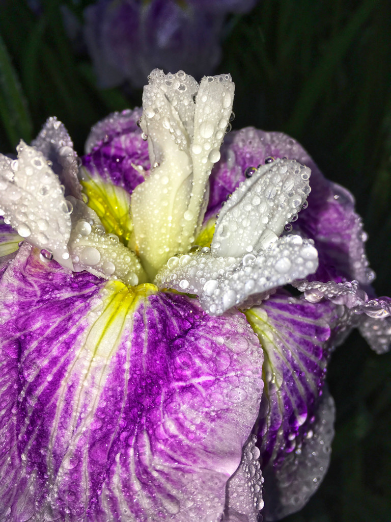 polka-dot iris
