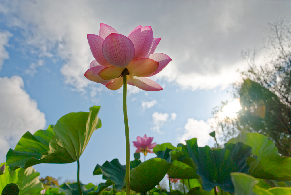 lotus #24