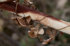 錆と枯れ蔦