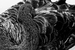 black swan #2