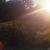 ヒマワリが咲く、あの夏 #6