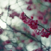 mamiya 645 #03